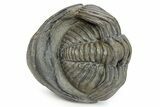 Large, Wide Enrolled Pedinopariops Trilobite #291848-4